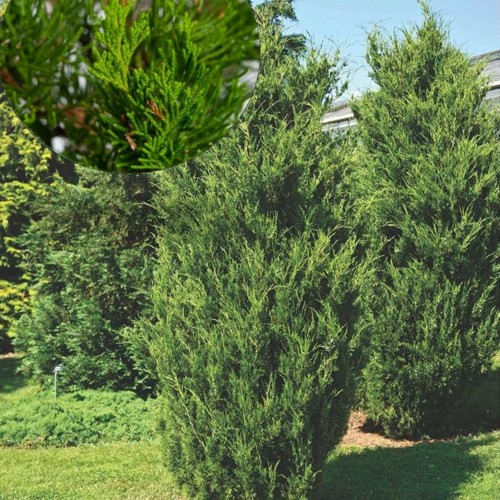 Juniperus virginiana 'Schottii' - Virgiinia kadakas 'Schottii' C1/1L